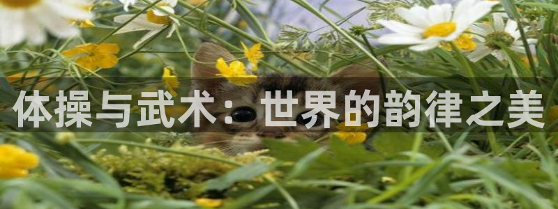 蚂蚁体育cba：体操与武术：世界的韵律之美