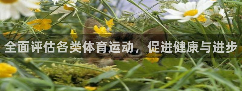 蚂蚁体育在线观看：全面评估各类体育运动，促进健康与进步